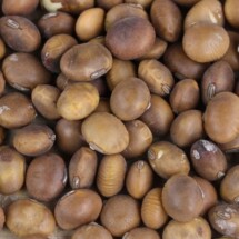Soybean, Fledderjohn 1