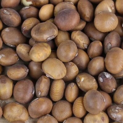 Soybean, Fledderjohn 1