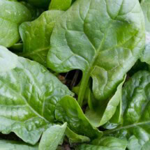 Spinach, Gigante D’Inverno 1