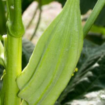 Okra, Star of David (Baker Creek) 1