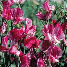 Sweet Pea, America 1