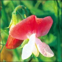 Sweet Pea, Painted Lady 1
