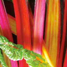 Swiss Chard, Rainbow 1