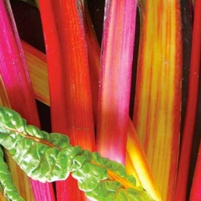 Swiss Chard, Rainbow 1