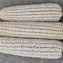 Corn, Thompson Prolific  1