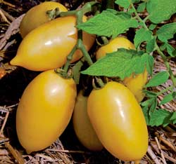 Tomato, Cream Sausage 1
