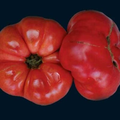 Tomato, Millionaire 1