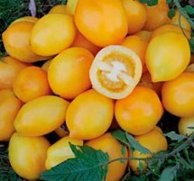 Tomato, Plum Lemon 1