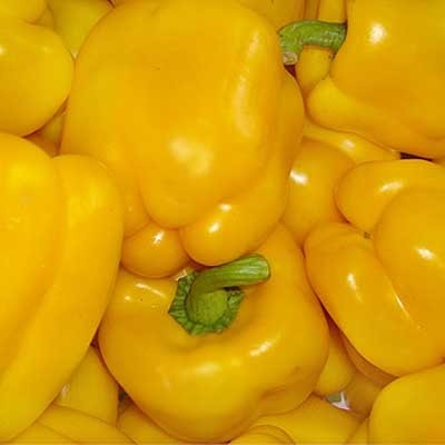 Pepper, Quadrato d'Asti Giallo 1