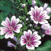 Zebrina (Zebra Mallow) 1