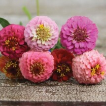 Zinnia, Button Box 1