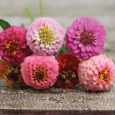 Zinnia, Button Box 1