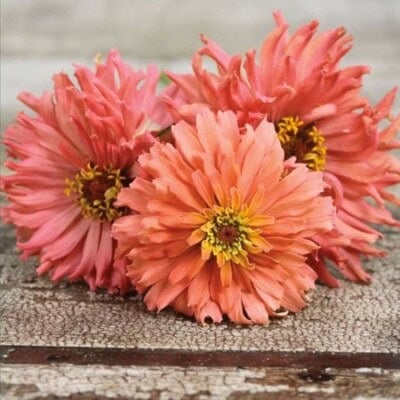 Zinnia, Pink Senorita 1
