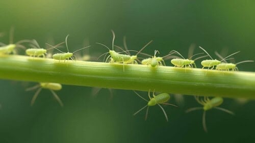 Aphids