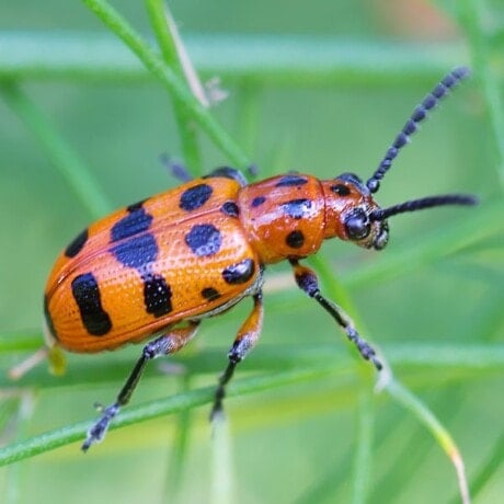 Asparagus Beetle Control