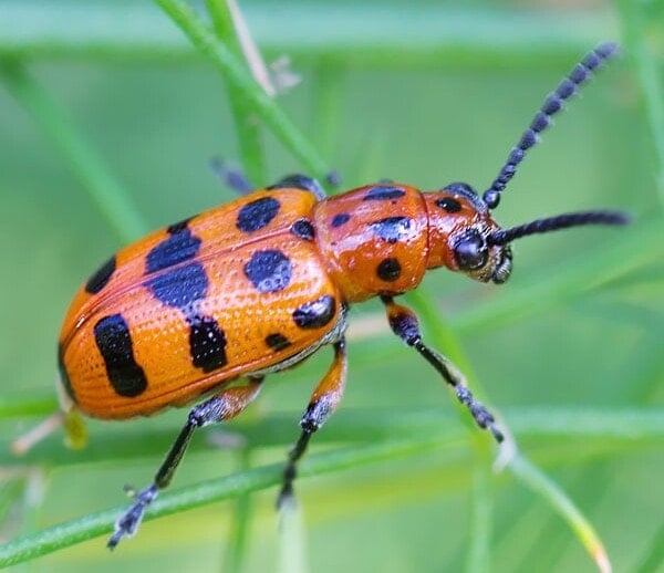 Asparagus Beetle Control