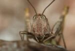 Long-Lasting Grasshopper Control | Planet Natural
