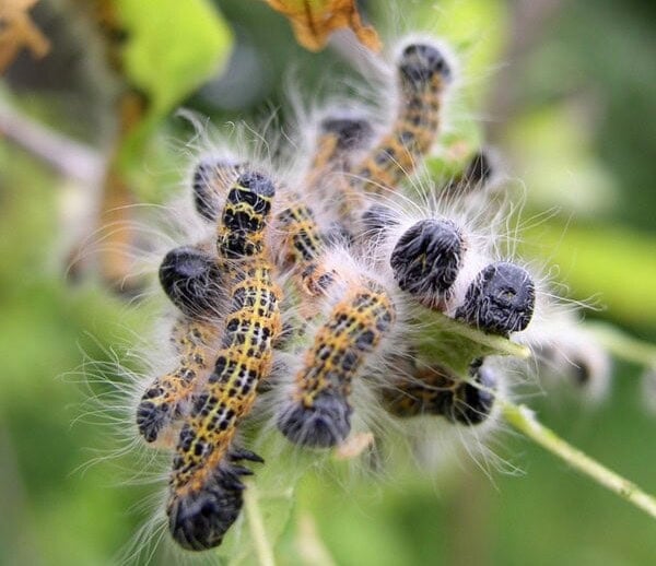 Pest Problem Solver