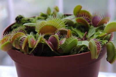potted venus fly traps