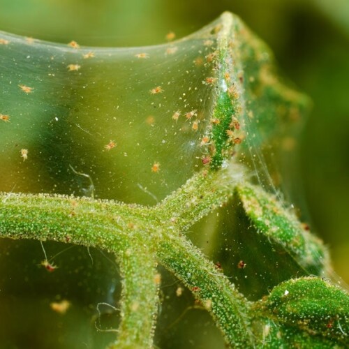Moneystring Insect Money Plant: How to Grow, and Care for Chinese Money Plant