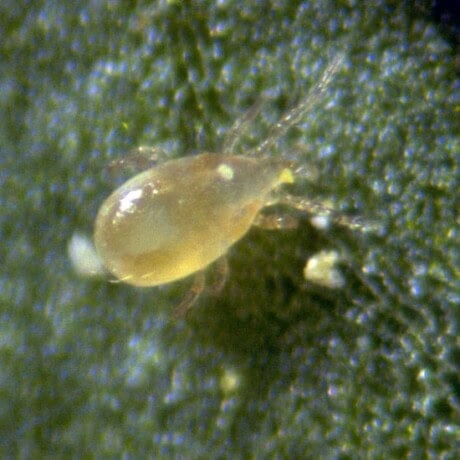 Thrips Predator (Thripex)