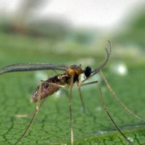 Aphid Predators (Aphidend)