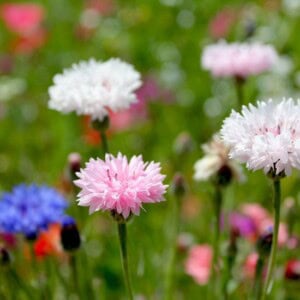 Bachelor's Buttons, Mixed Colors