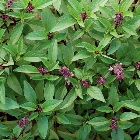 Basil, Thai