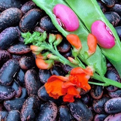 Bean, Scarlet Runner