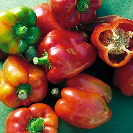 Pepper, Bull Nose Bell
