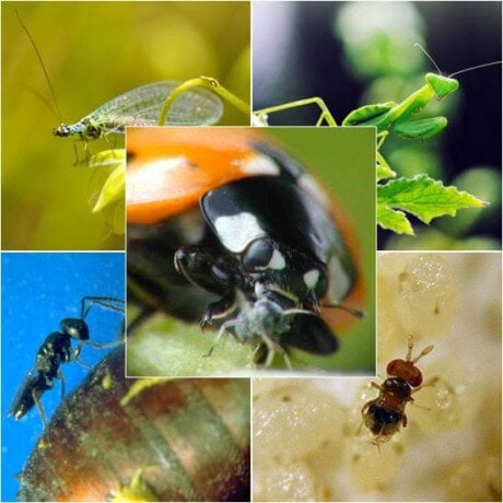 Beneficial Insect Pack