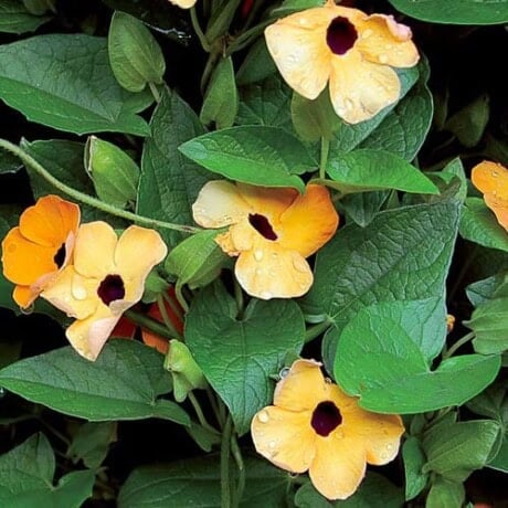 Black-Eyed Susan Vine