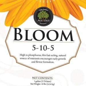 Age Old Bloom