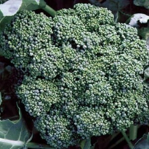 Calabrese Broccoli