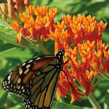 Butterfly Milkweed