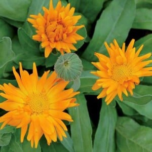 Calendula, Radio