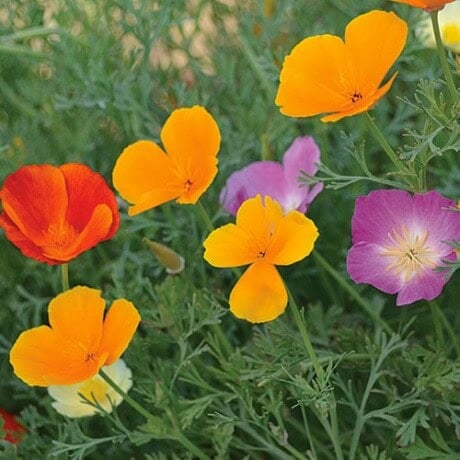 Poppy, California Mixture