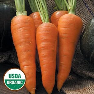 Carrot, Danvers