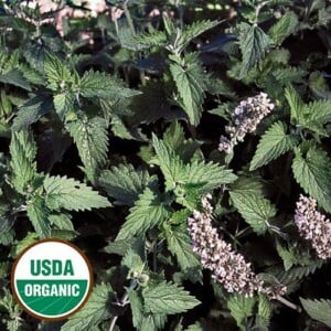 Catnip Seeds