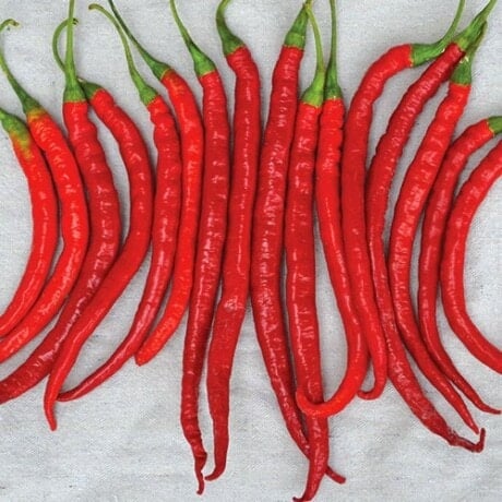 Cayenne Pepper Seeds