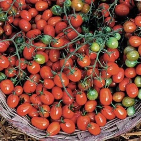 Tomato, Cherry Roma