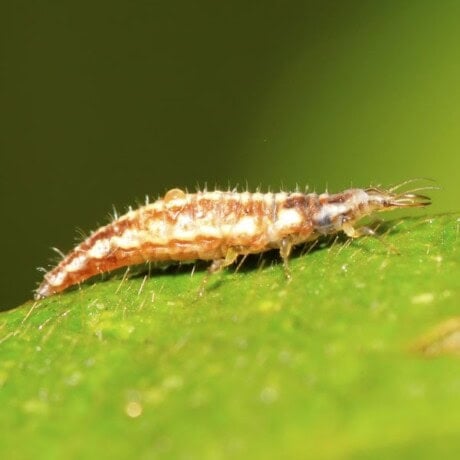 Lacewing Larva (Aphid Lion)