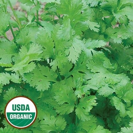 Cilantro