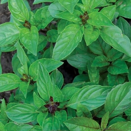 Basil, Cinnamon