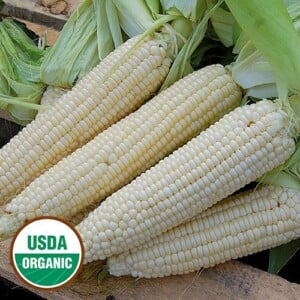 Sweet Corn, Stowell's Evergreen