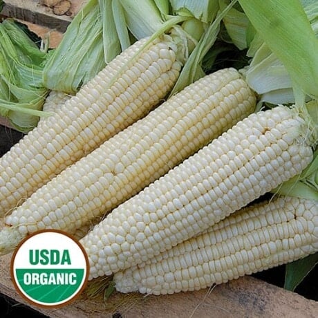 Sweet Corn, Stowell's Evergreen