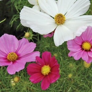 Cosmos, Sensation Mix