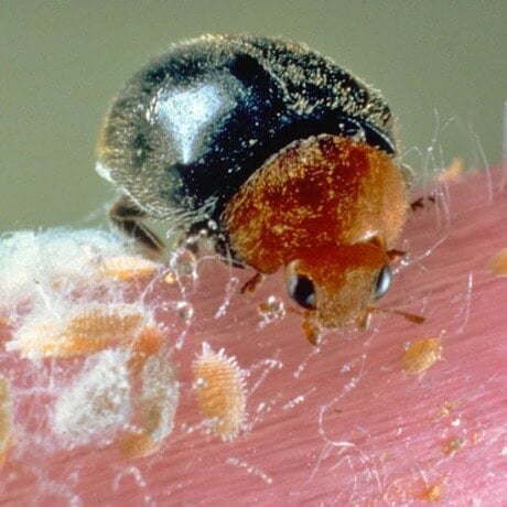 Mealybug Destroyer