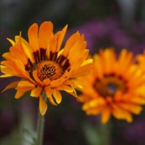 Flower, Orange Daisy