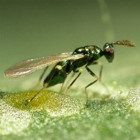 Leafminer Parasite (Miglyphus)